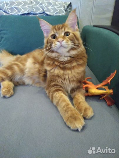 Котята мейн-кун