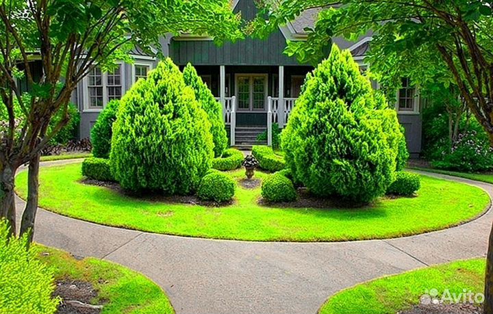 Туи премиум