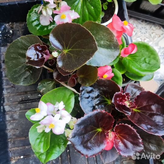 Бегония вечноцветущая