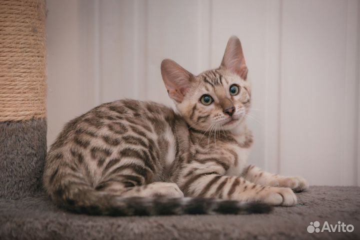 Бенгальские котик