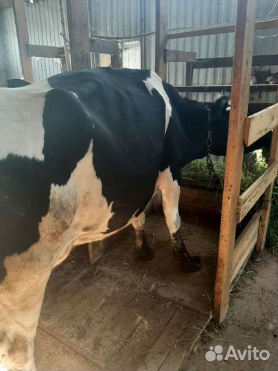 Корова дойная