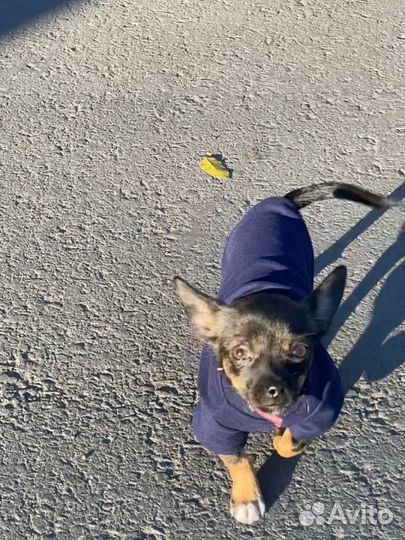 Мини той-терьер