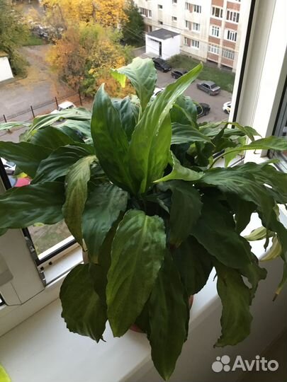 Комнатные растения цветы большие