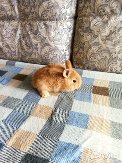 Крольчата декоративные