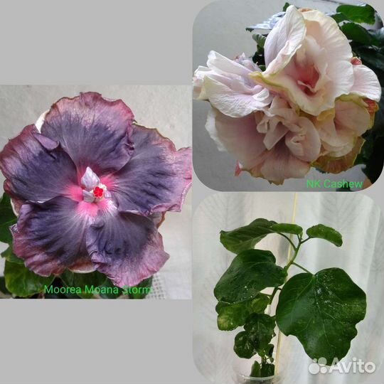 Гибискусы сортовые. Двойные прививки