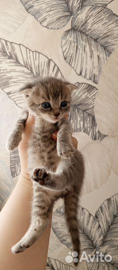 Кошка в дар