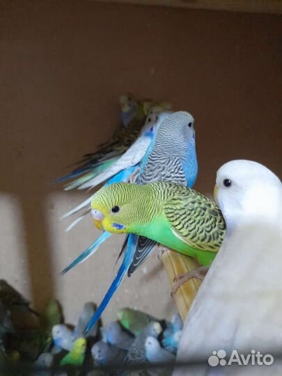 Попугаи волнистые, птенцы