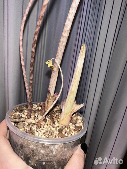 Алоказия жаклин