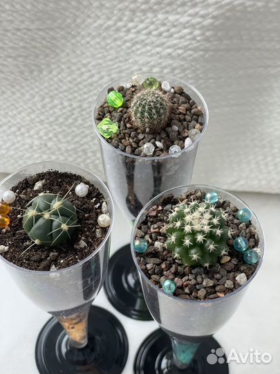 Кактус дизайнерский (часть 1)