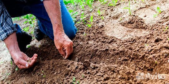 Почвогрунт