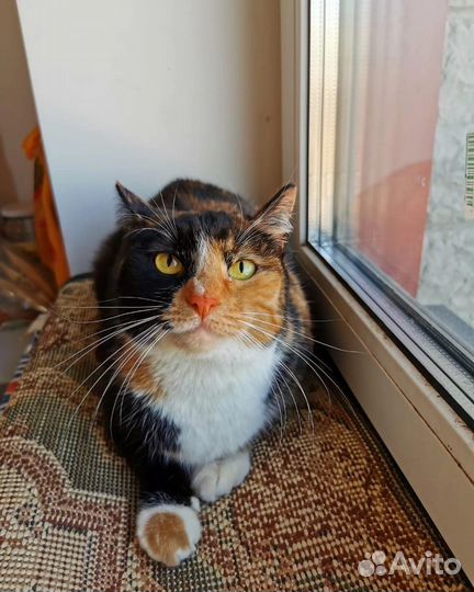 Котики компаньоны