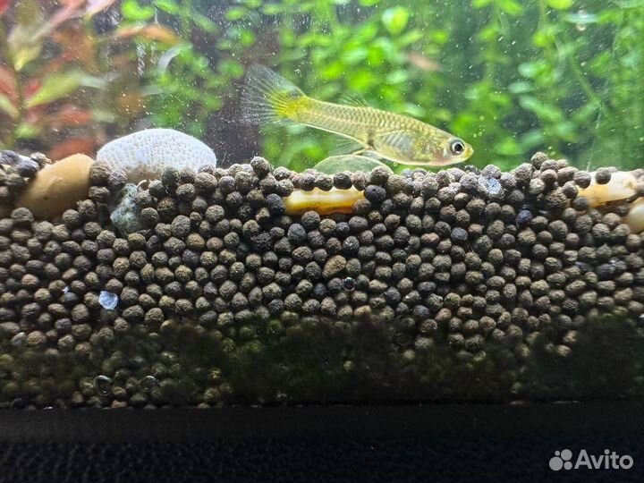 Аквариумные рыбки гуппи