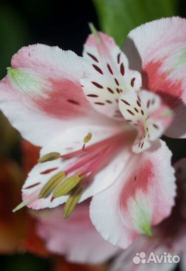 Объектив Индустар-50у СССР. И50У 3.5/50