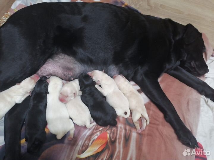 Резервирования щенков