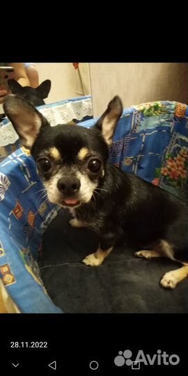 Отдам собачку в добрые руки