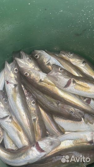 Рыбалка в море