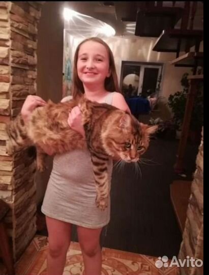 Котята мейн-кун