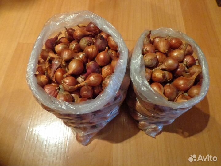 Лук семейный красный на посадку