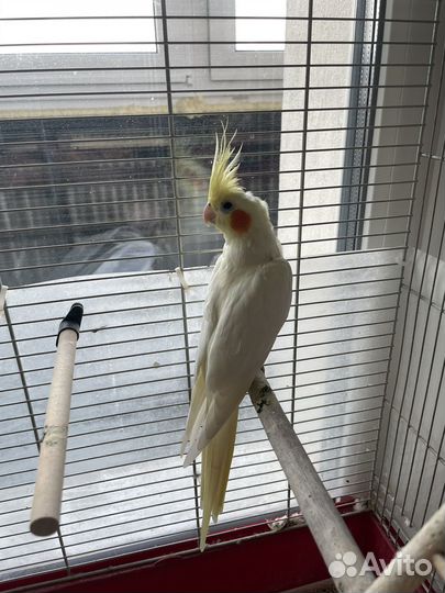 Попугай корелла в добрые руки