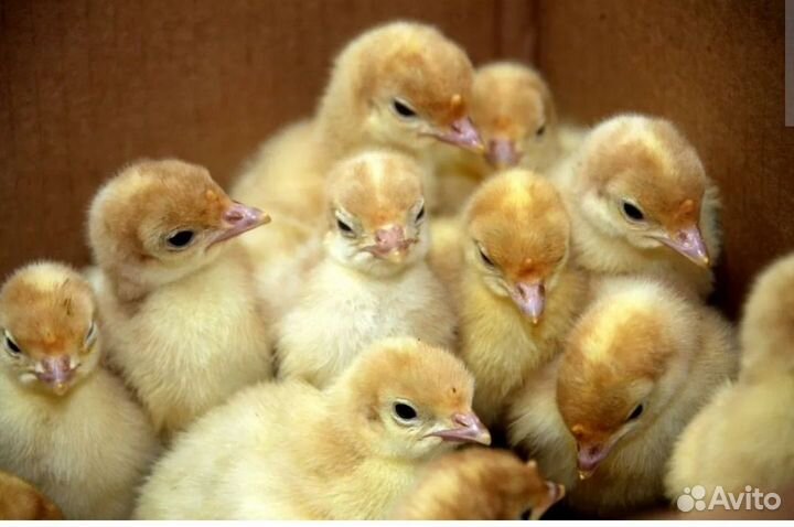 Цыплята бройлеры