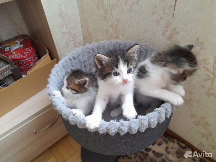 Котята в добрые руки