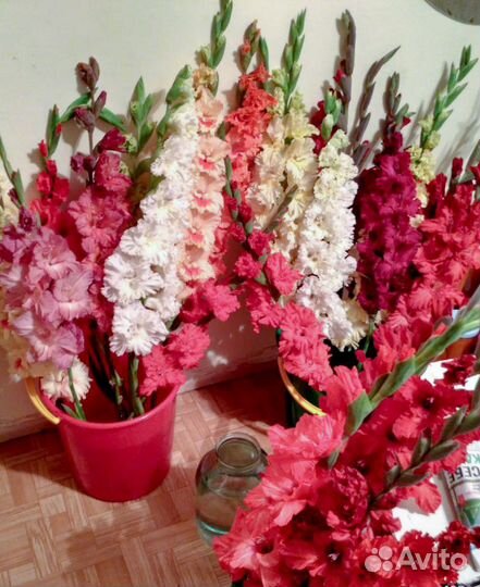 Луковицы сортовых гладиолусов