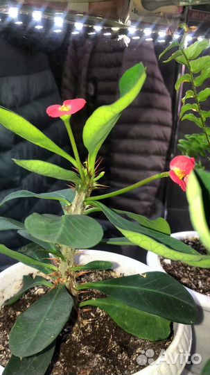 Молочай фикусы аглонеома спатифилиум