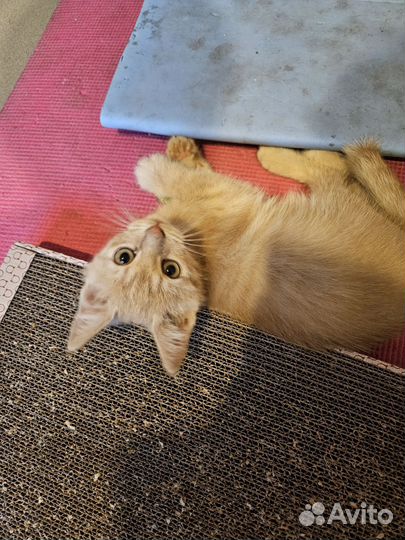 Котик ласковый вакцинированный