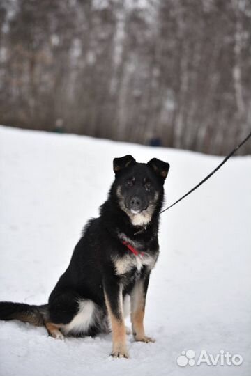 Красивый храбрый малыш ищет дом