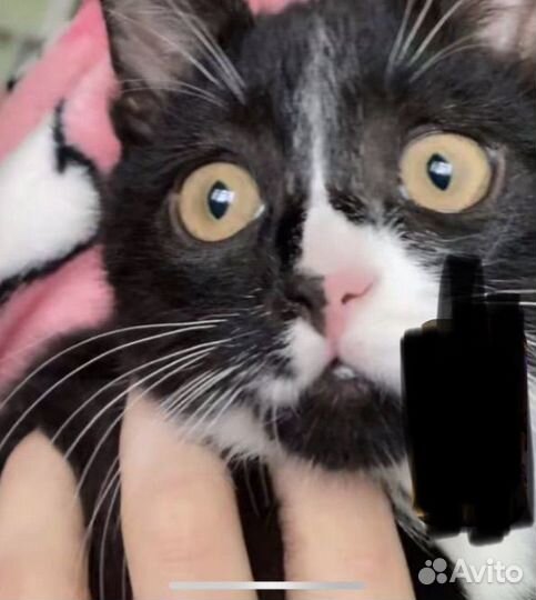 Котенок в добрые руки