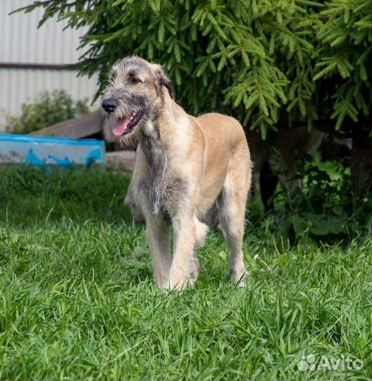 Ирландский волкодав (вольфхаунд)