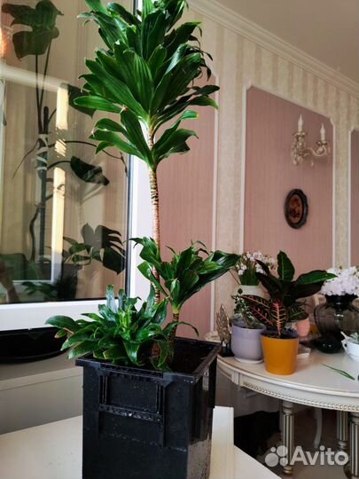 Драцена компакта