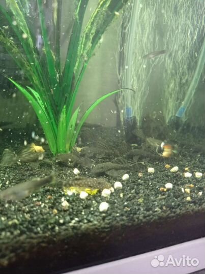 Аквариумные сомы