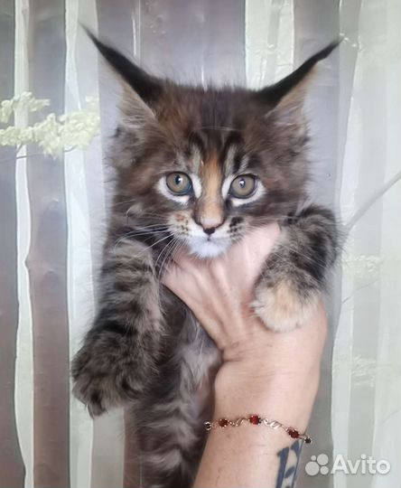 Котята мейн-кун, мальчики и девочки, доставка