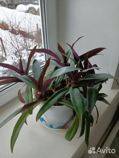 Панданус комнатные цветы