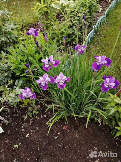 Ирис сибирский