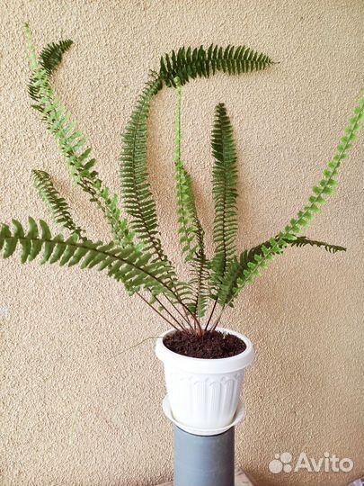 Папоротник комнатный