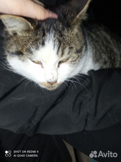 Редкая порода кота. Русско-китайско-карейская