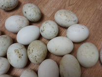 Утиные инкубационные яйца