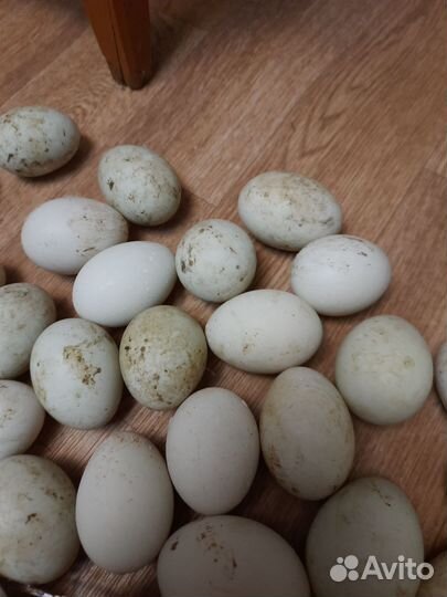 Утиные инкубационные яйца