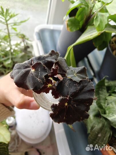 Бегония черная мамба
