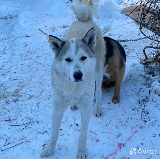 Лайка, кобель