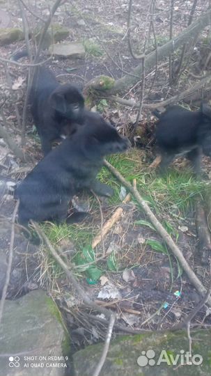 Щенки дворняги