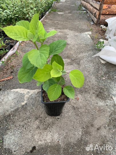 Гортензия Анабель многолетнее растение