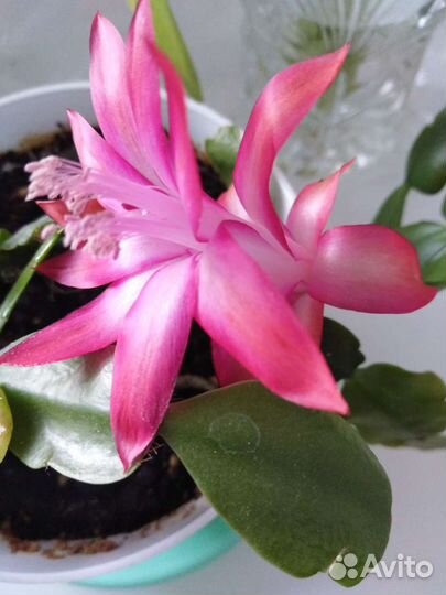 Декабрист Шлюмбергера