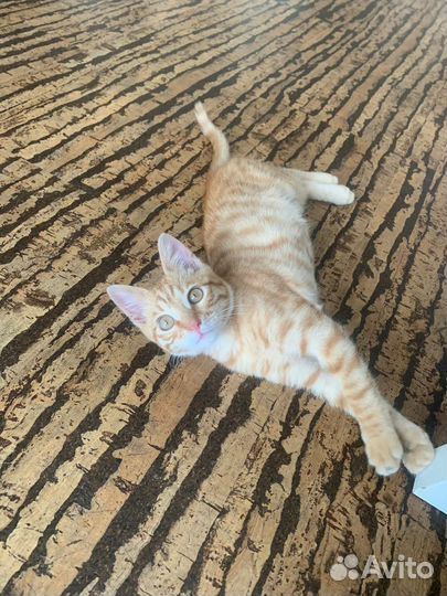 Котята мальчики