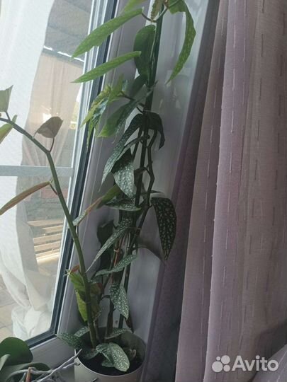 Коллекция домашних цветов