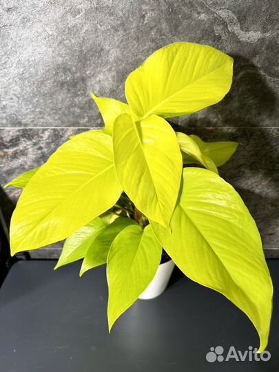 Эпипремнум aureum Neon lemon big jumbo