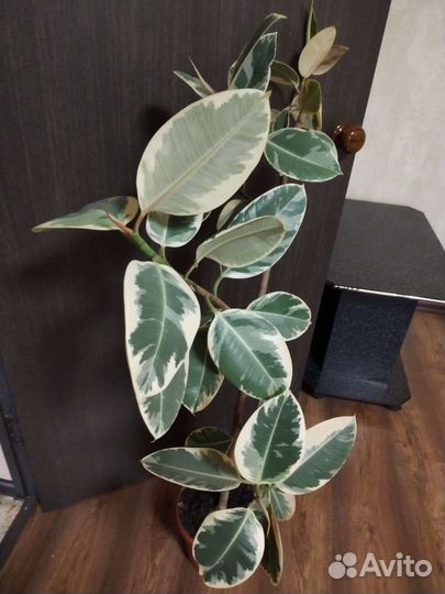 Фикус каучуконосный большой