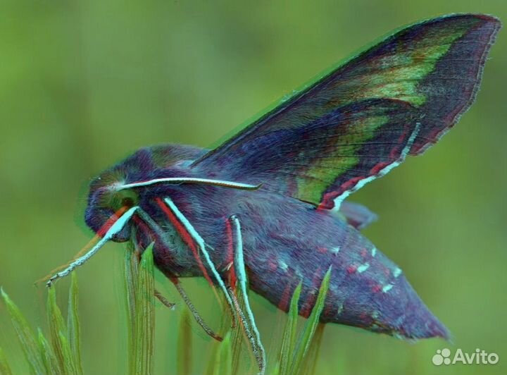 Гусеница носорог